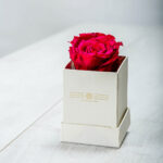 Forever Roses Φουξια Essential