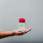 Forever Roses Φουξια Essential